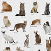 Various Feline Breeds Visual T-Shirt